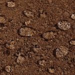 Rustic Wax-Coated Pathway
