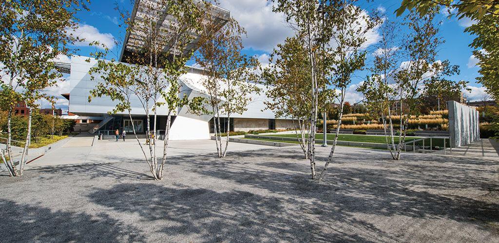 A large courtyard featuring generously spread pathway materials and sprouting birch trees.