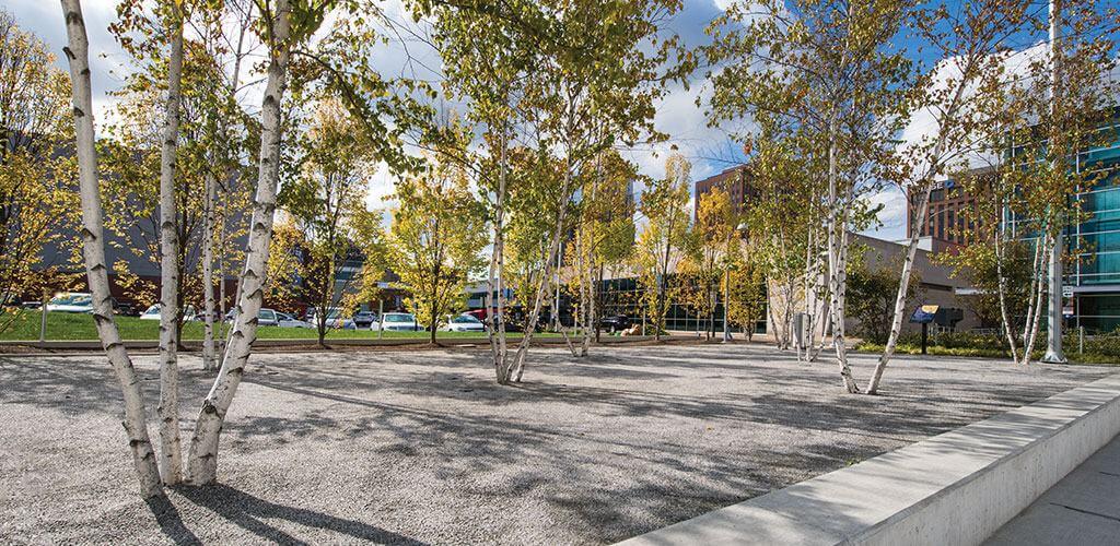 A large rectangular section of landscaping is covered in pathway materials with birch trees sprouting out of it.